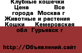 Клубные кошечки › Цена ­ 10 000 - Все города, Москва г. Животные и растения » Кошки   . Кемеровская обл.,Гурьевск г.